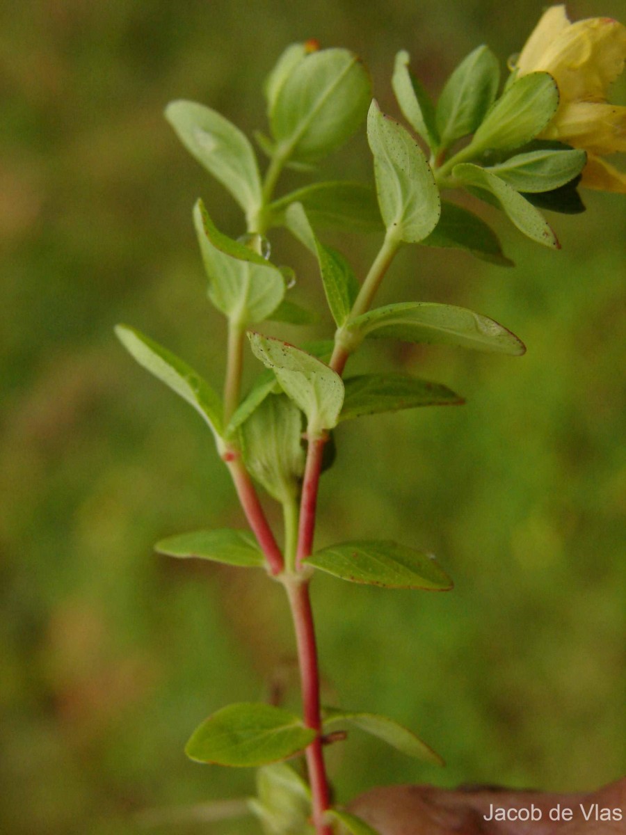 Hypericum humifusum L.